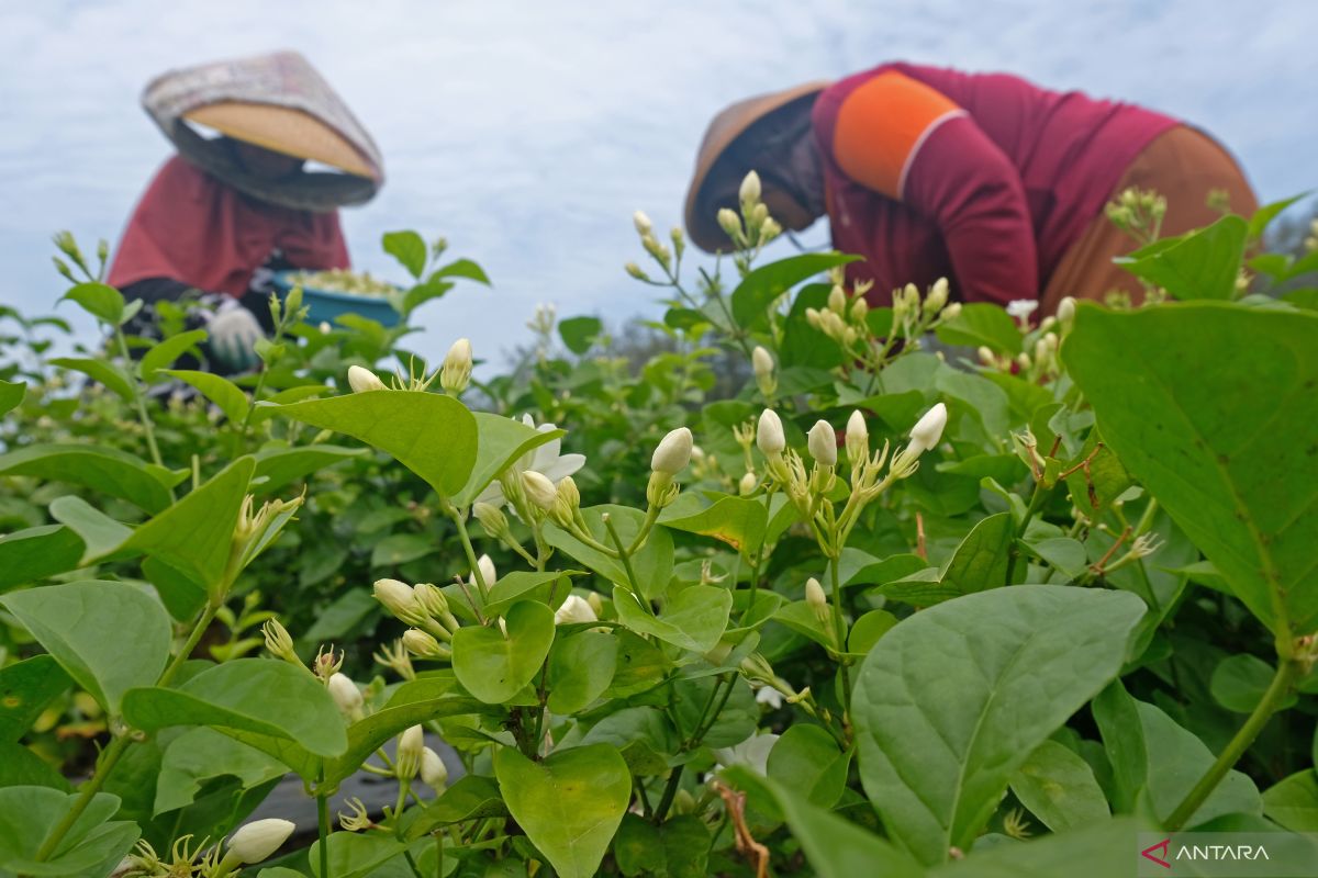 Jenis tanaman hias beraroma harum, cocok untuk menghiasi rumah Anda