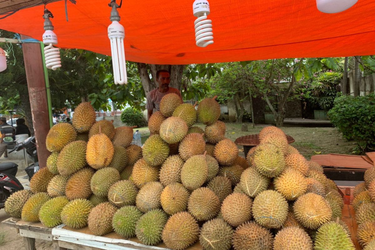 Penjualan buah durian di Gorontalo meningkat