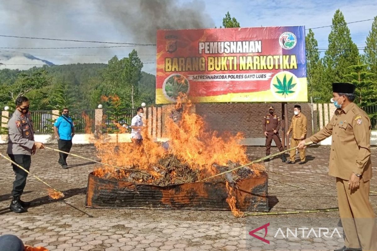 59,755 kg ganja kering dimusnahkan di Gayo Lues