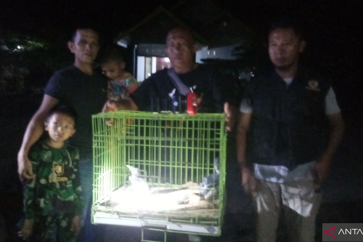 Cerita Riki Rikardo temukan dua anak burung dilindungi hingga menyerahkannya ke KSDA Agam