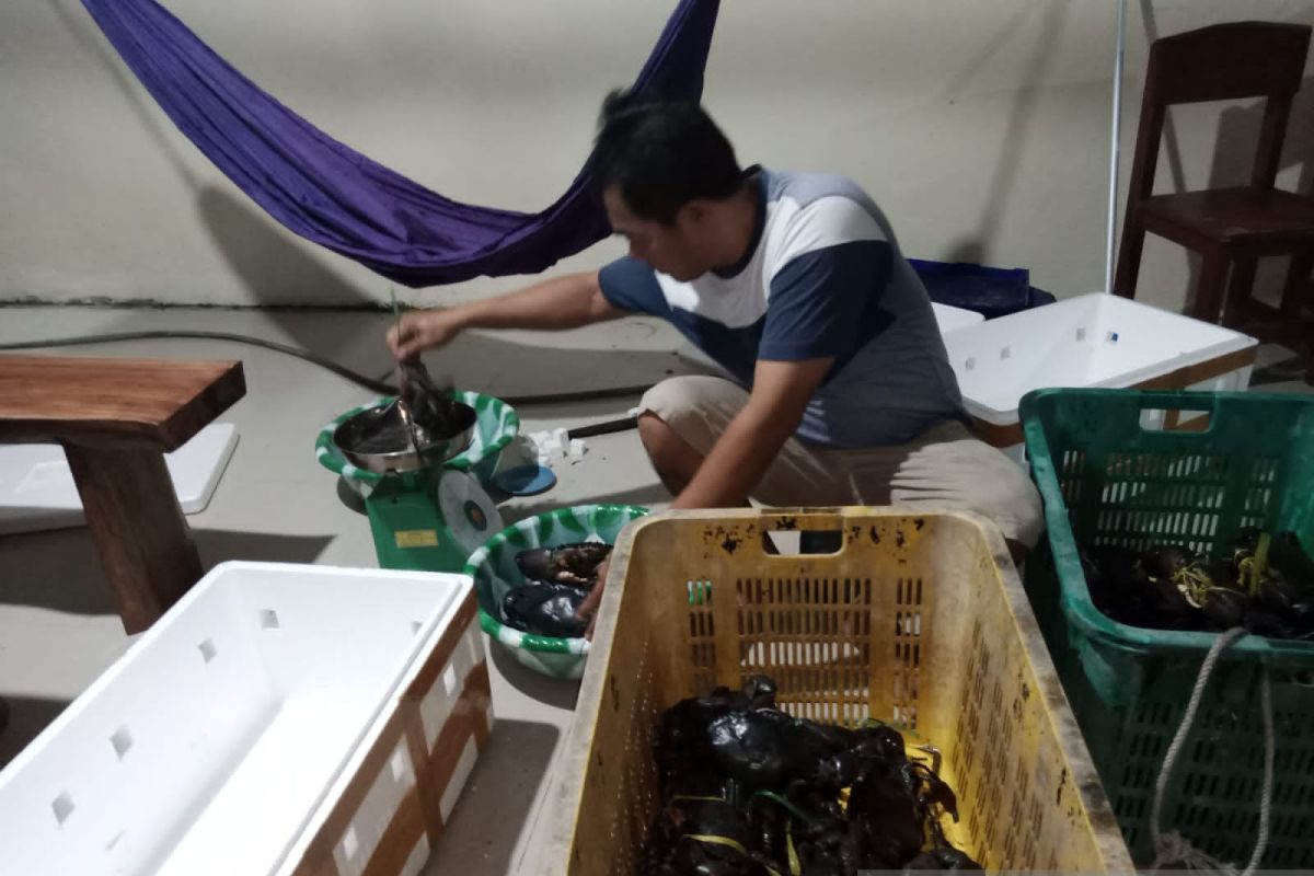 Ekspor kepiting bakau dari Belitung ke Singapura meningkat