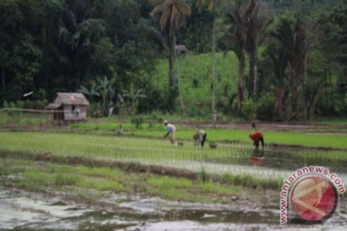 Pemkab Tabalong evaluasi penyaluran pupuk bersubsidi 2021