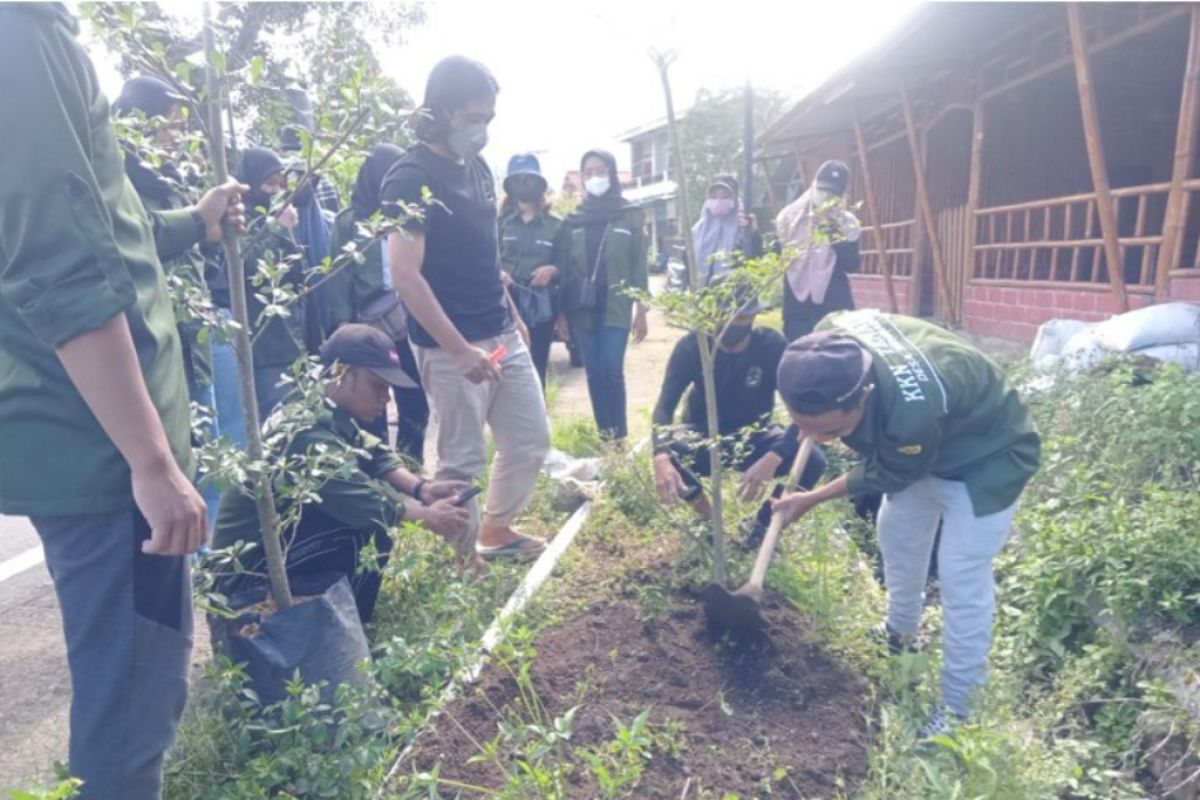 Mahasiswa KKN Unram tanam pohon di sepanjang Jalan Raya Desa Sembalun