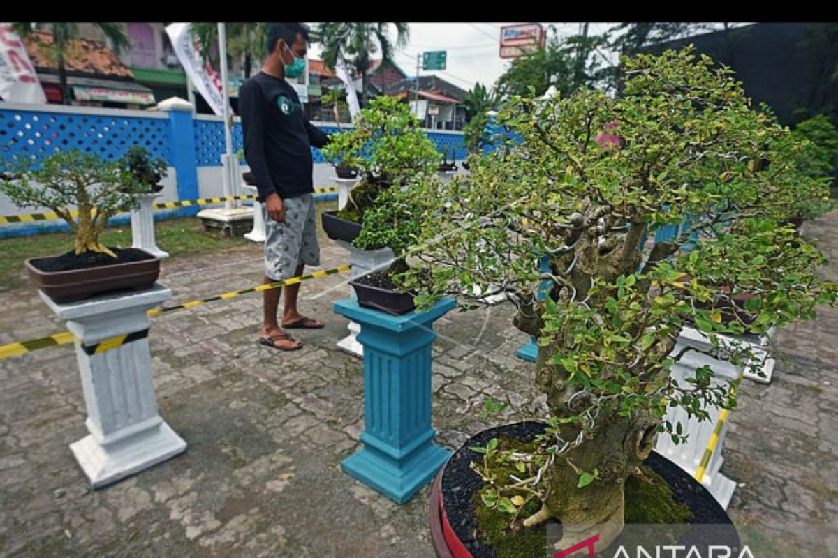 Komunitas Bonsai Kramatwatu Pamerkan Ratusan Bonsai