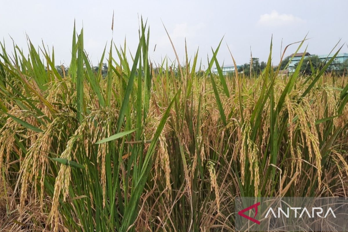 Produksi gabah kering di Kabupaten  Tangerang pada 2021 mencapai 360 ribu ton