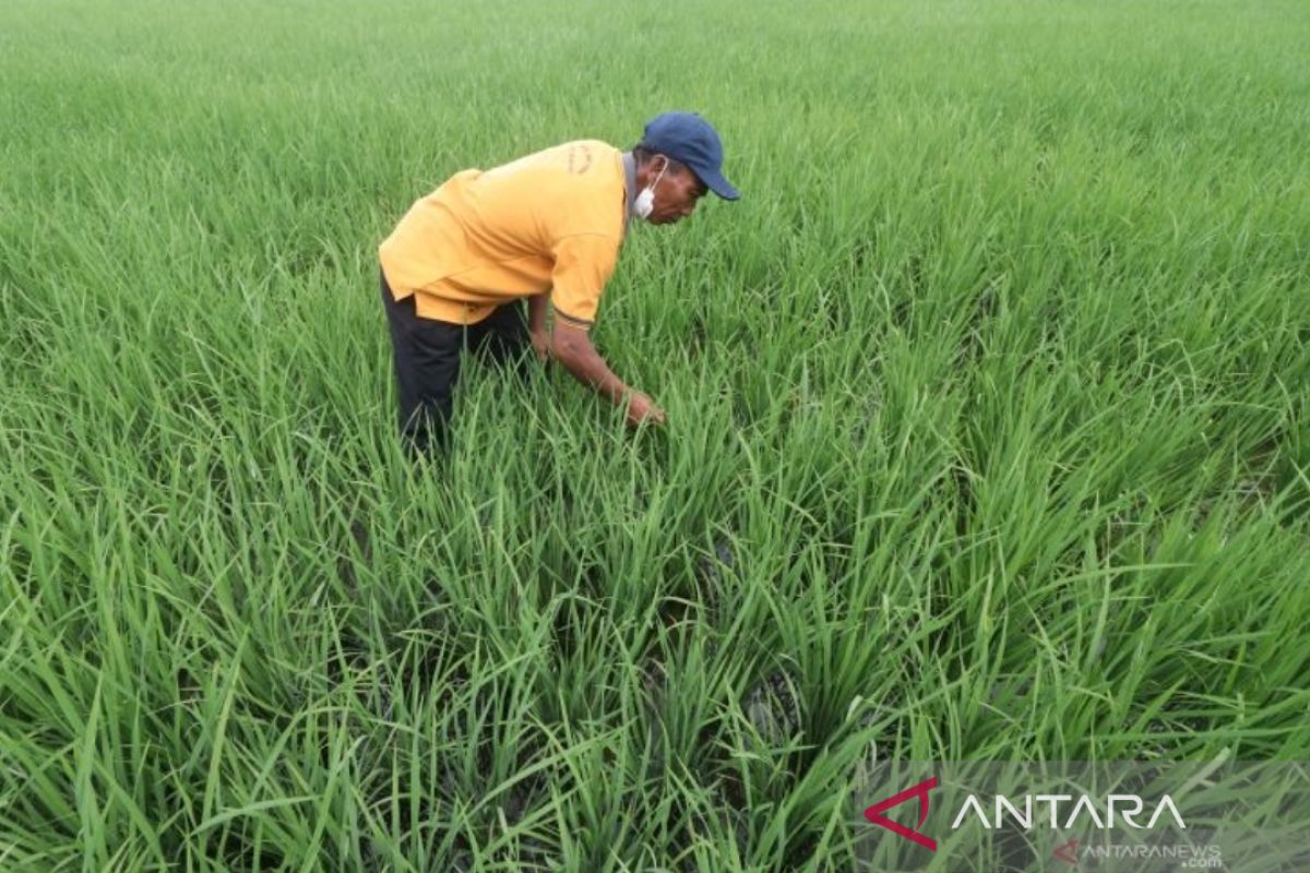 Apindo Jatim targetkan pemodal masuk industri pertanian dan peternakan