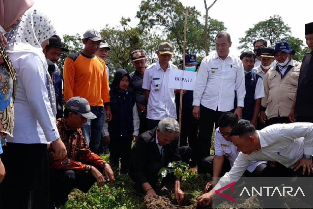 Rejang Lebong tanam 10.000 batang kopi arabika