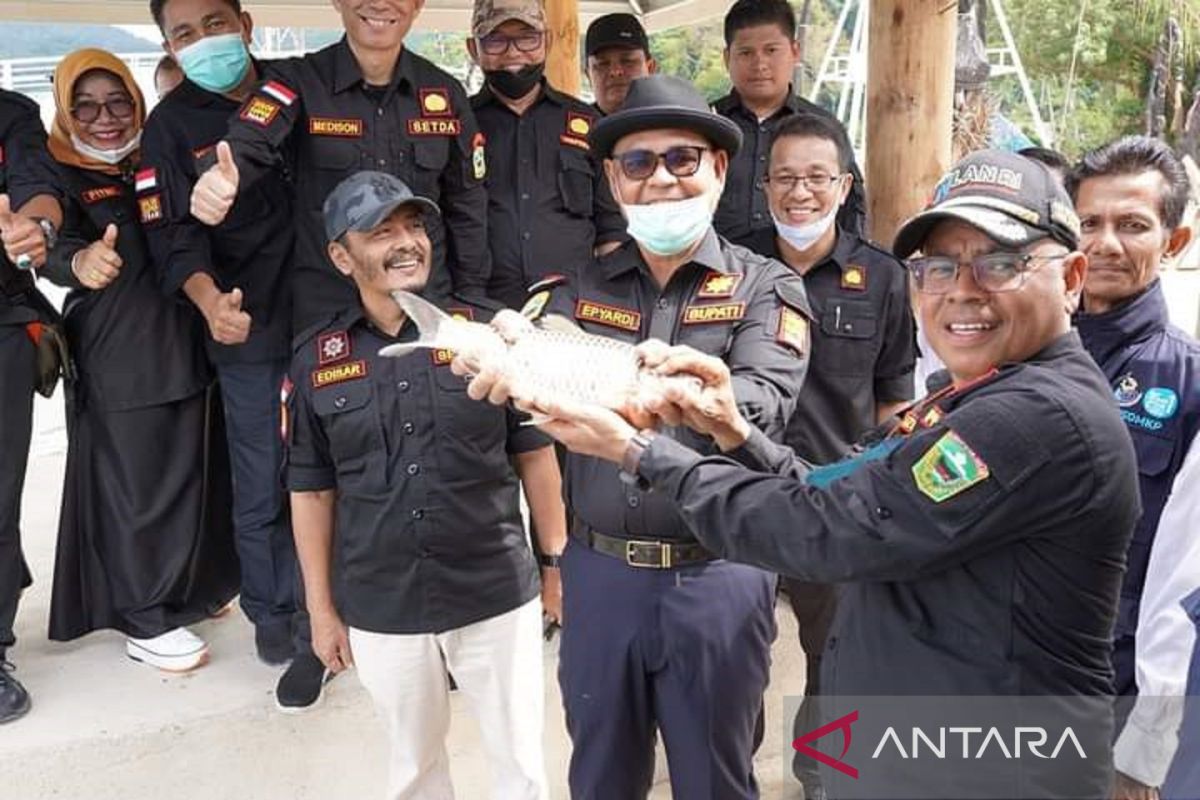 Bupati Solok pimpin goro bersama dan pelepasan ikan tawes di Danau Singkarak