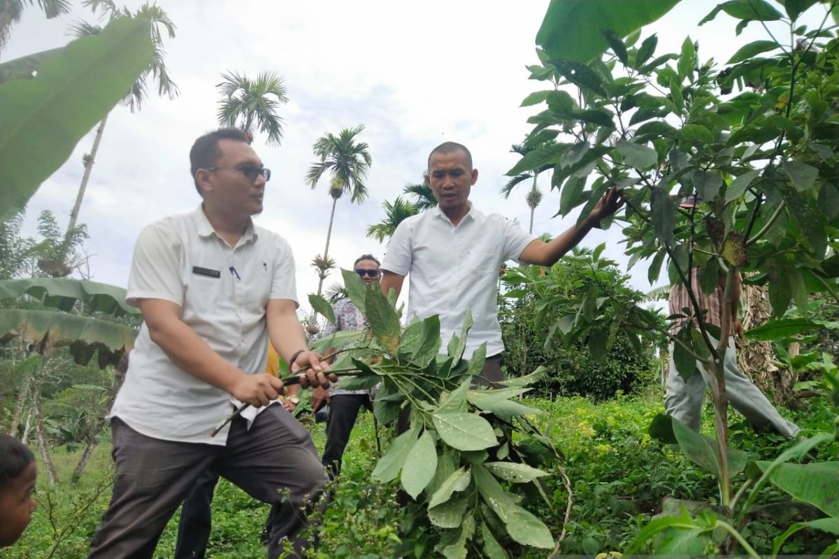 Ratusan hektare tanaman alpukat di Pasaman Barat diserang hama kutu putih