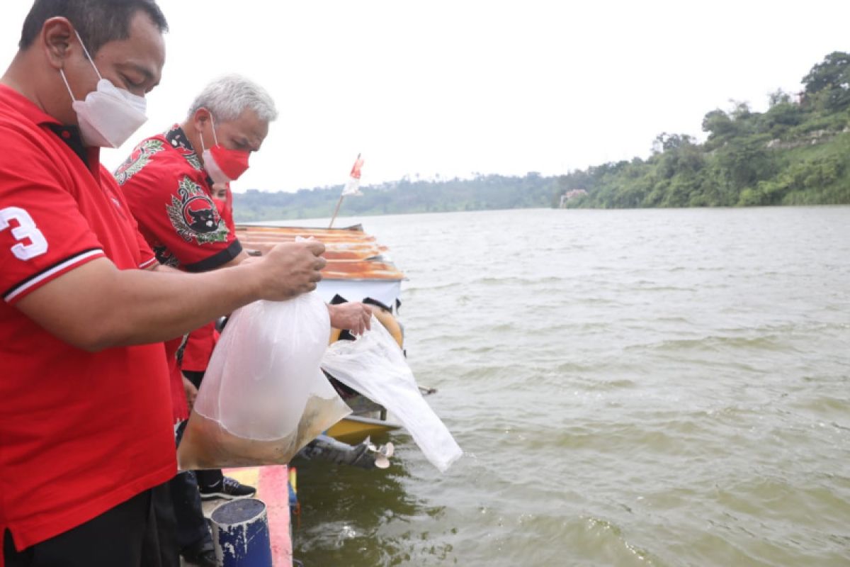 Ganjar tebar benih ikan bersama kader PDI Perjuangan turunkan angka tengkes