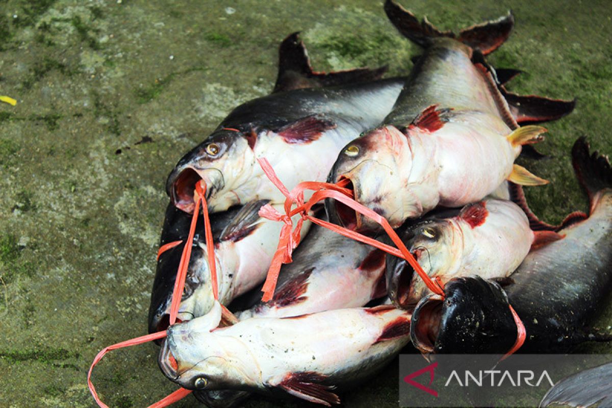 Ikan patin, sumber lemak baik dengan harga lebih terjangkau