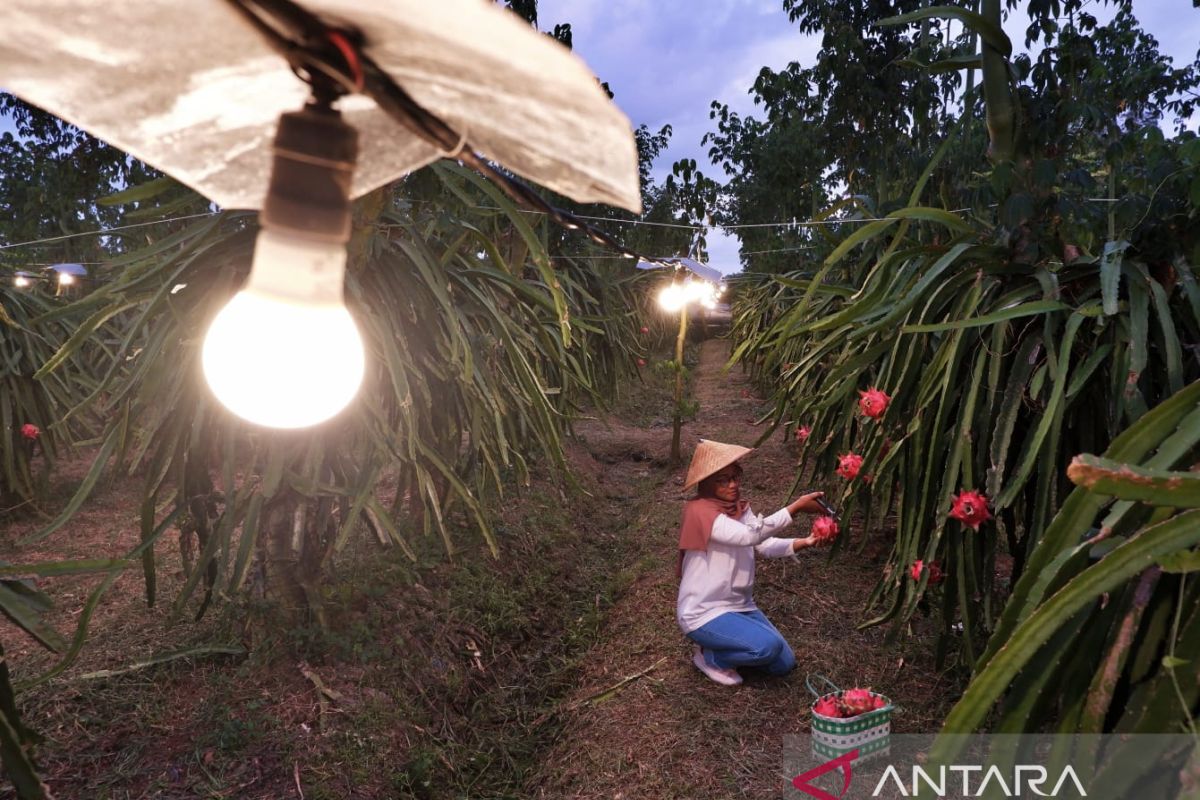 Ini total Penjualan listrik PLN sepanjang tahun  2021