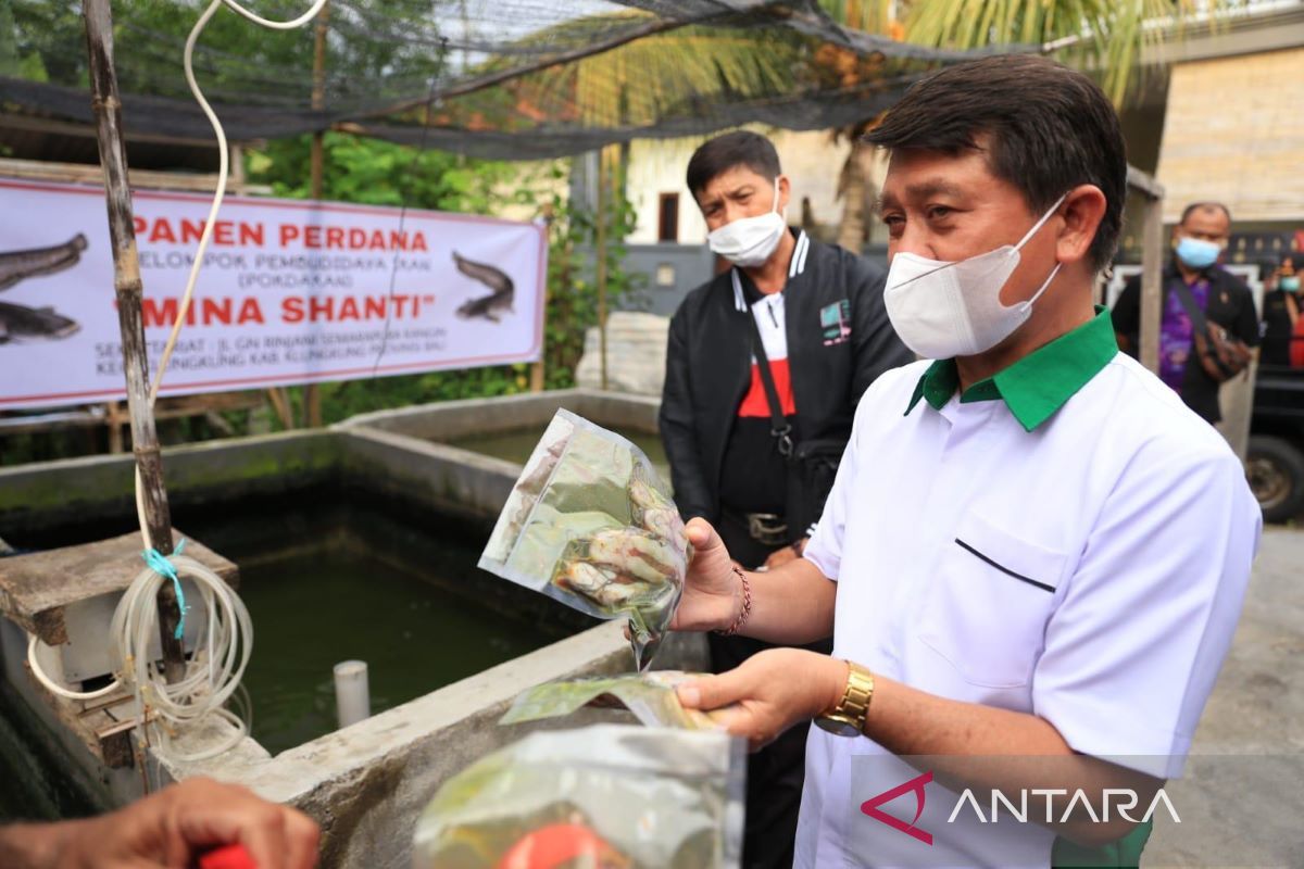 Bupati Klungkung lakukan panen perdana Ikan Lele