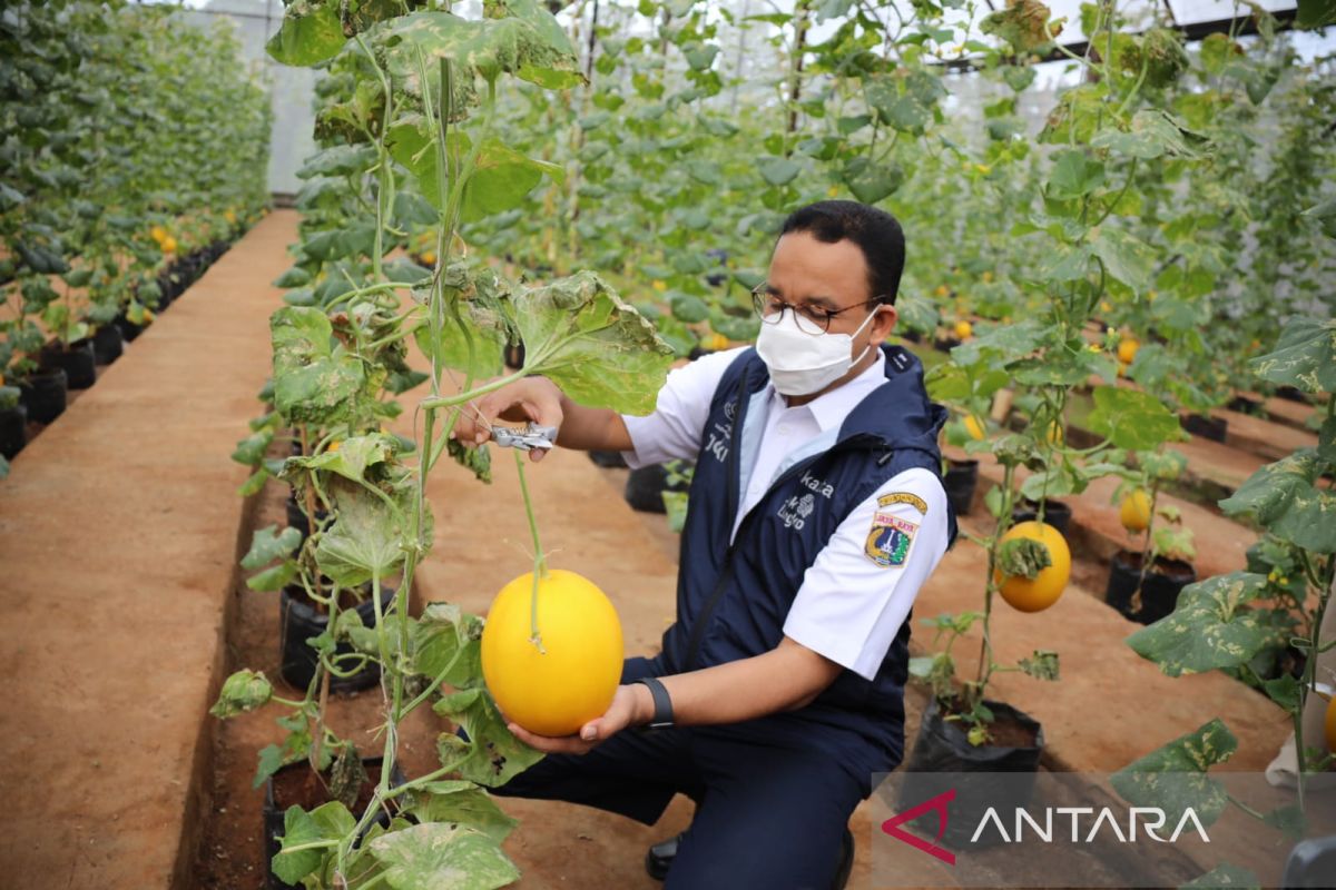 Anies panen melon di Agro Edu Wisata Cilangkap