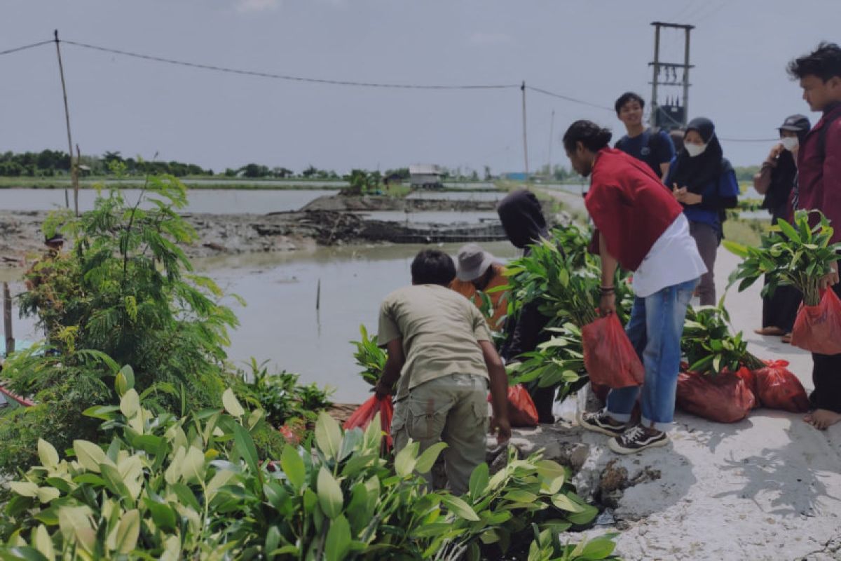 BEM STIE Lampung Timur-KTH Karya Muda Lestari tanam mangrove di Pantai Mutiara Baru