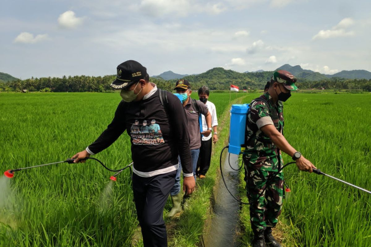 Pemkab Kulon Progo lakukan gerakan pengendalian OPT di Temon