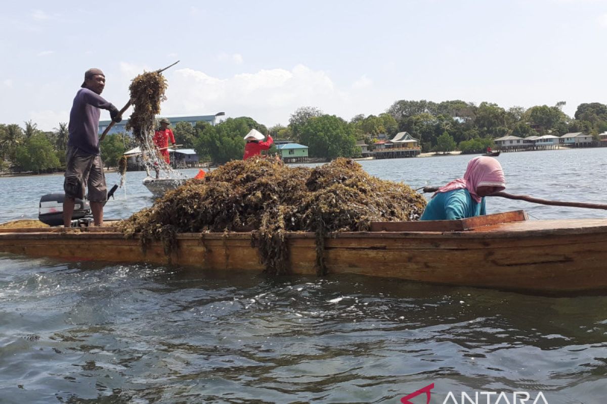 Permintaan rumput laut Batam meningkat sepanjang 2021