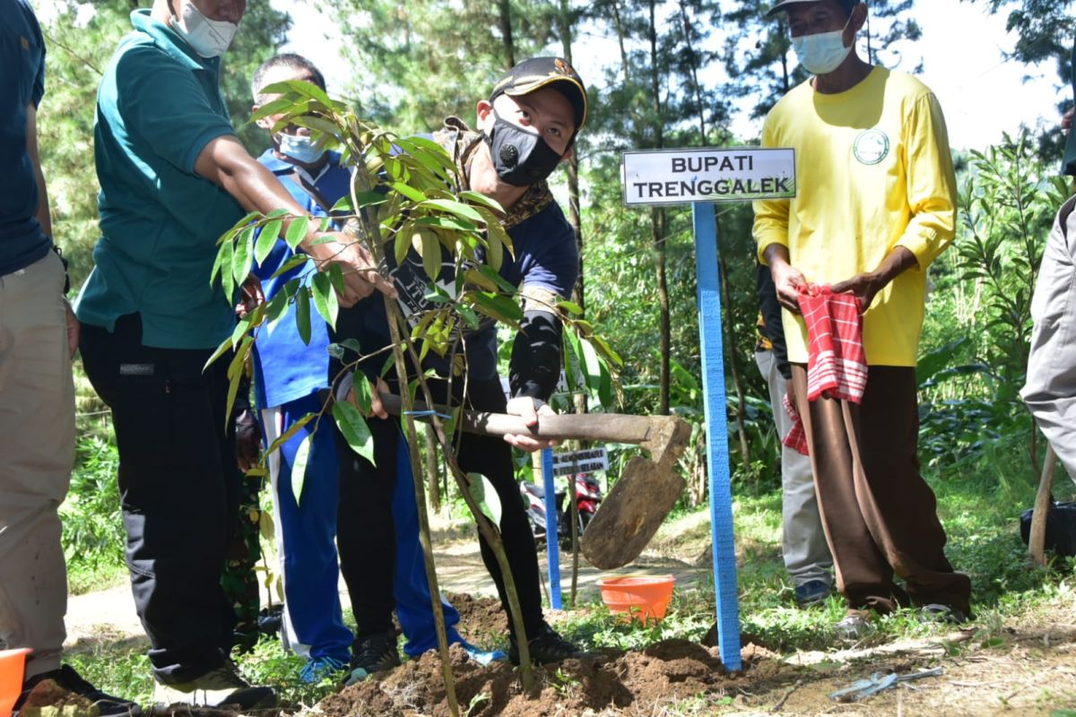 Pemkab Trenggalek tanam 100 ribu bibit pohon di sekitar objek wisata