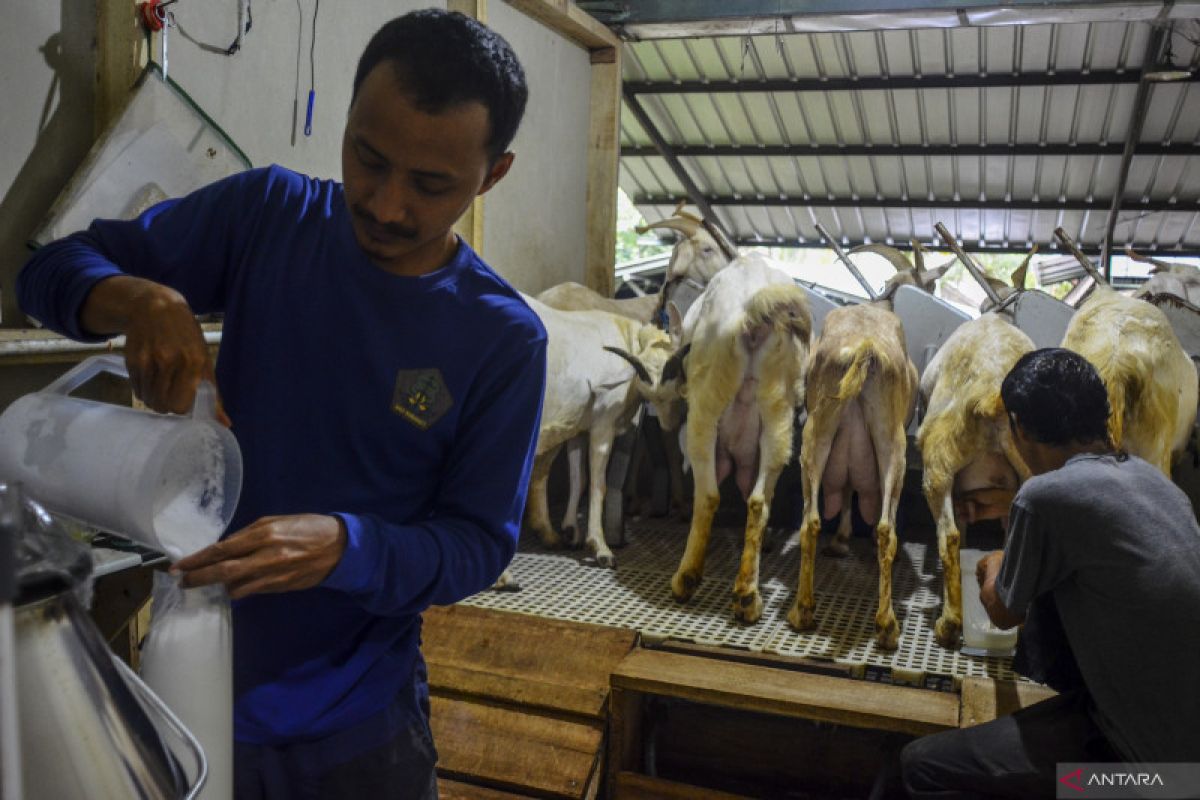 SPR dorong transfer teknologi dari universitas ke peternak Indonesia