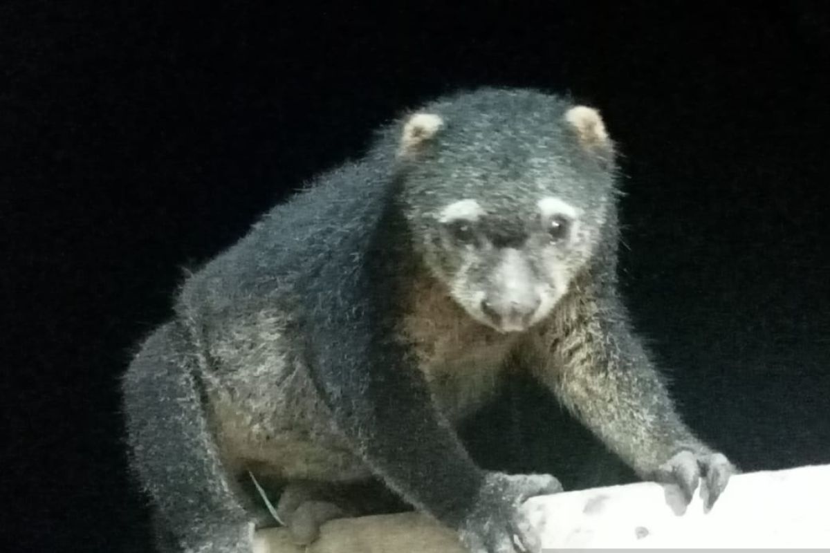 Sebanyak dua kuskus beruang sulawesi dilepas ke kawasan taman nasional