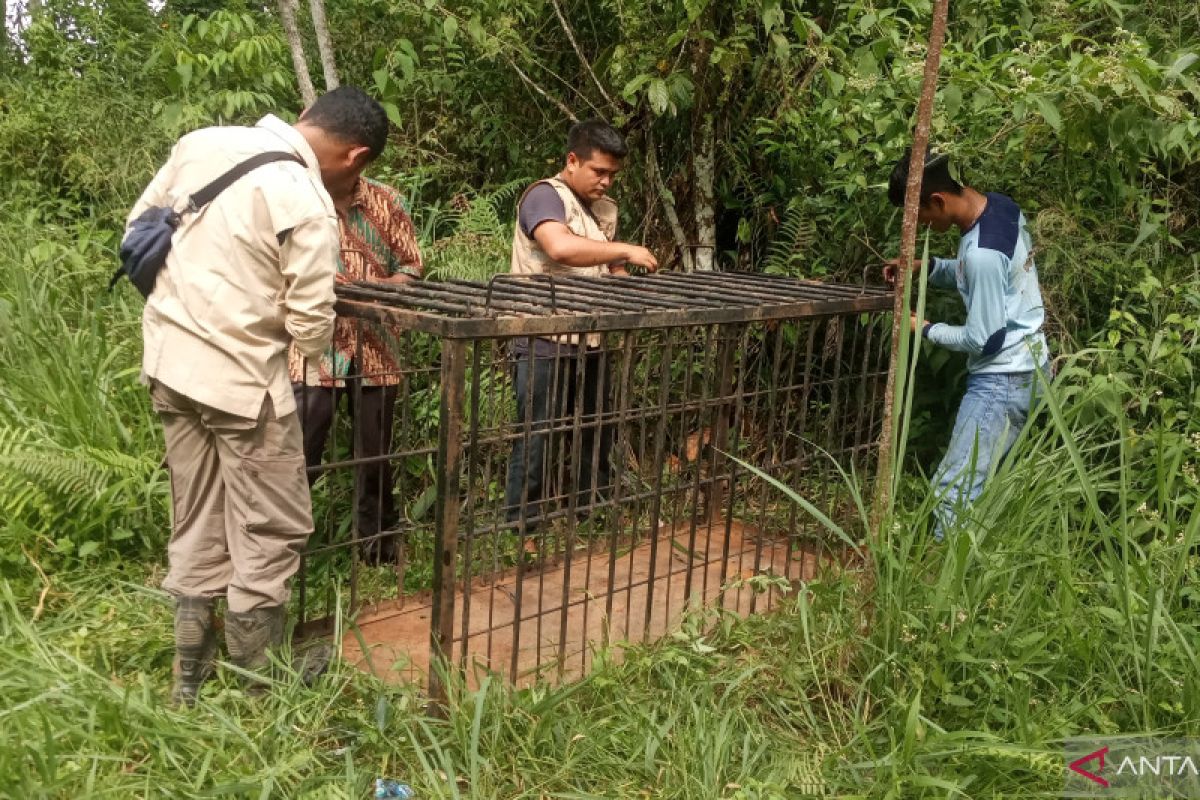 Resor KSDA Agam pasang jebakan evakuasi beruang di Matua