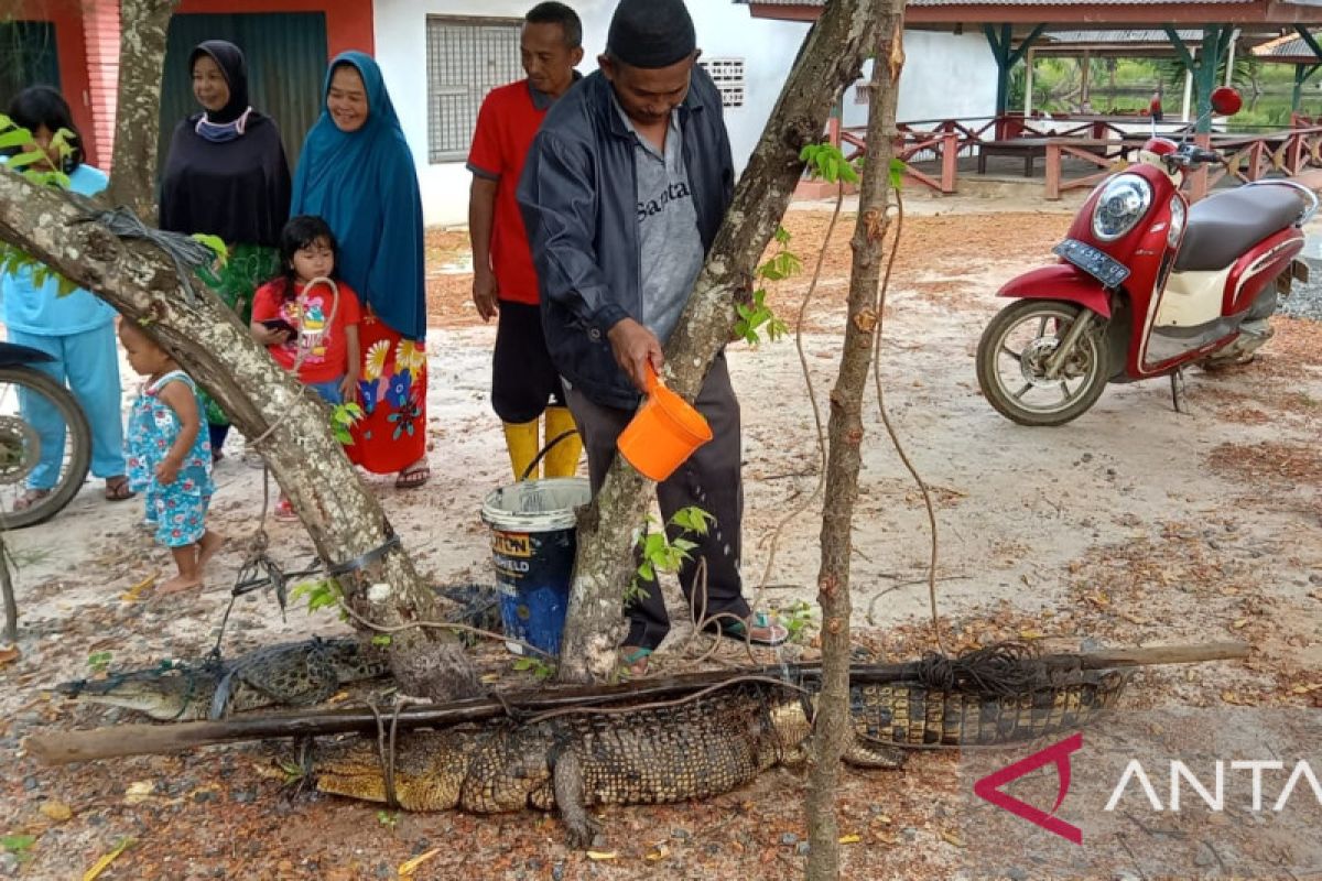 Buaya diduga gigit Ketua DPRD Bangka berhasil ditangkap