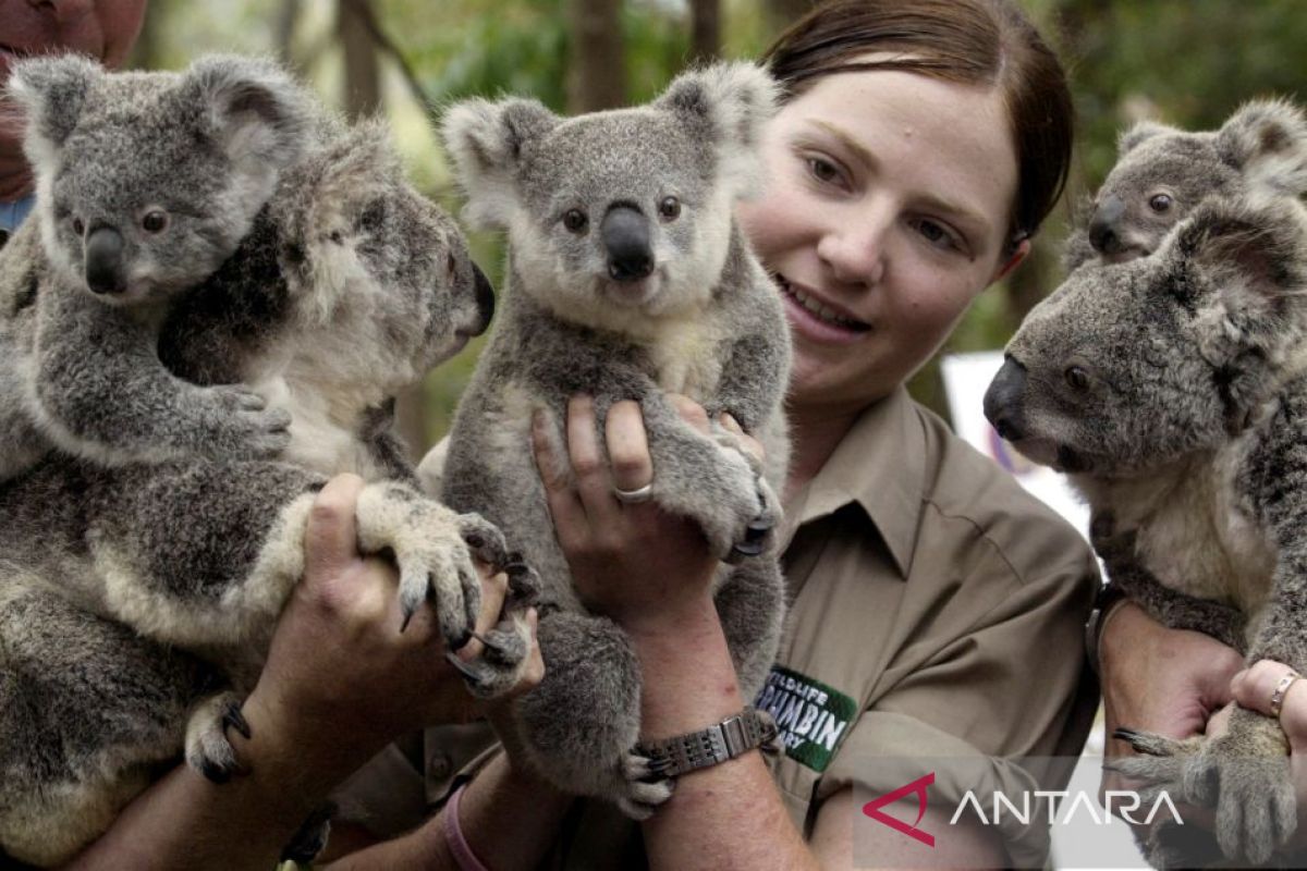 Australia tambah anggaran untuk lindungi koala