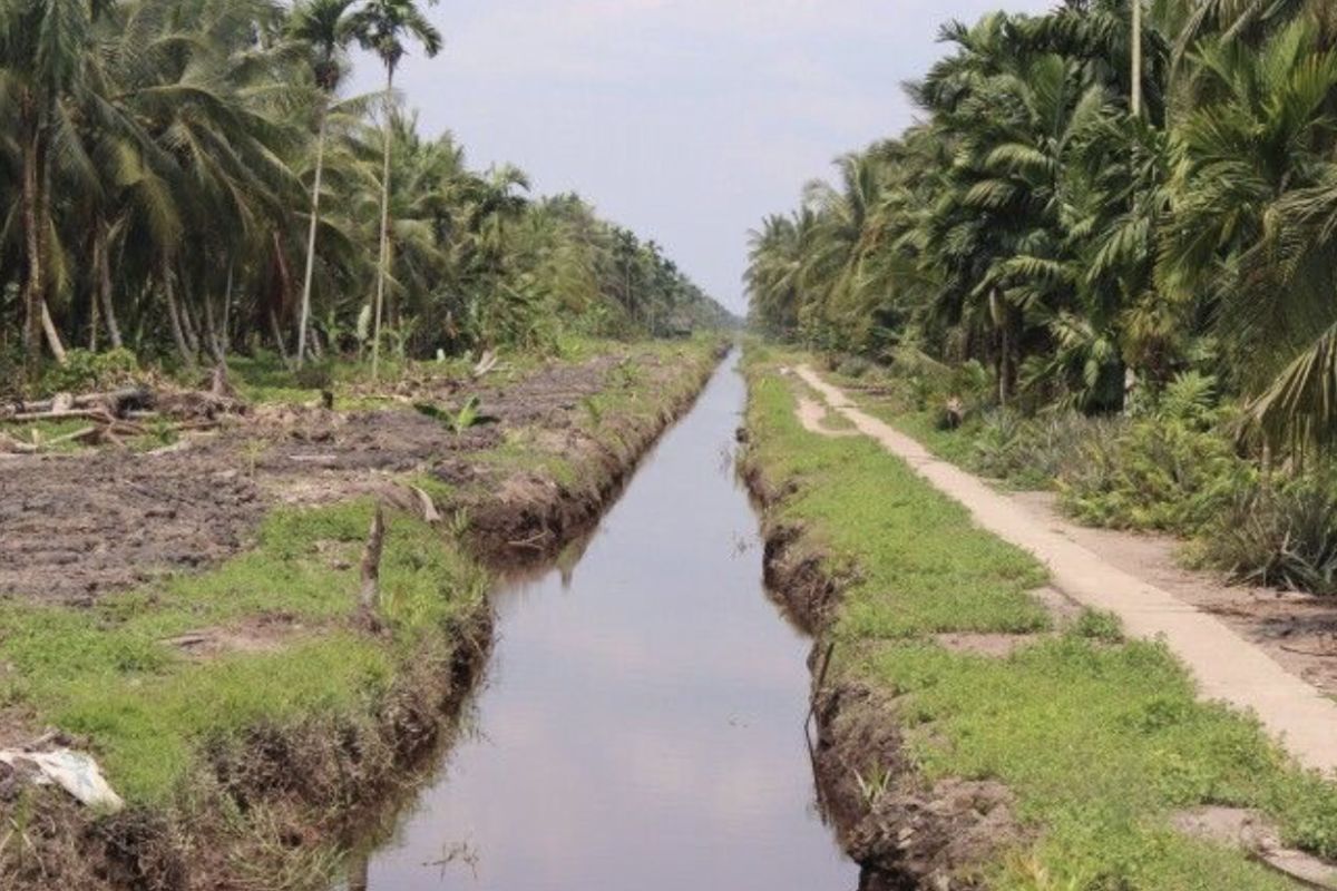 Disbun Inhil terima bantuan 500 hektar replating kelapa dari Kementan RI