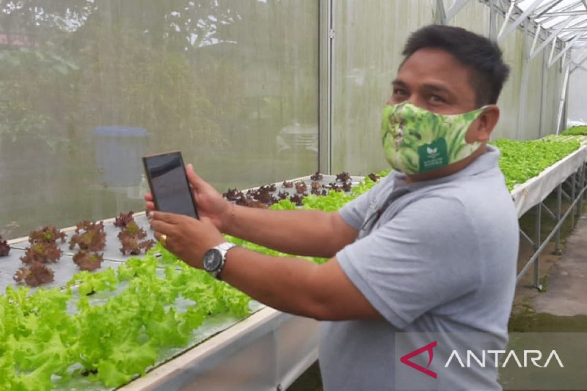 PLN Bali dukung pengembangan IoT untuk petani Hidroponik di Desa Pelaga