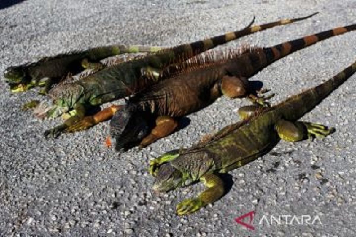 Suhu di Florida Amerika Serikat sangat dingin, iguana berjatuhan dari pohon