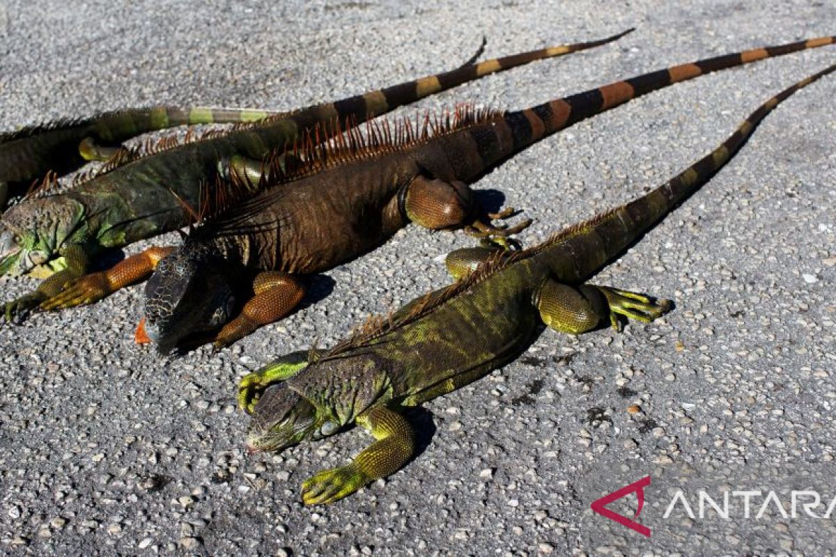Suhu Florida AS sangat dingin, iguana berjatuhan dari pohon