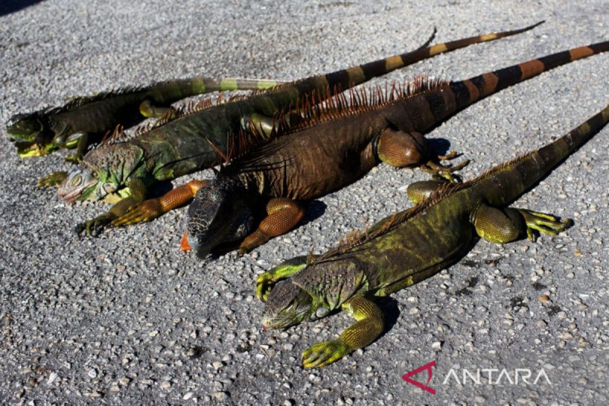 Suhu di Florida sangat dingin, iguana berjatuhan dari pohon