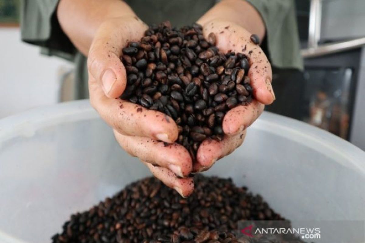 Perhutani dukung pengembangan bisnis dan sistem kopi Indonesia