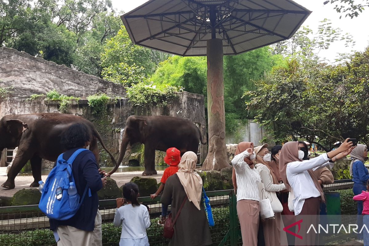 Kebun binatang Ragunan dikunjungi 10.301 wisatawan pada libur Imlek