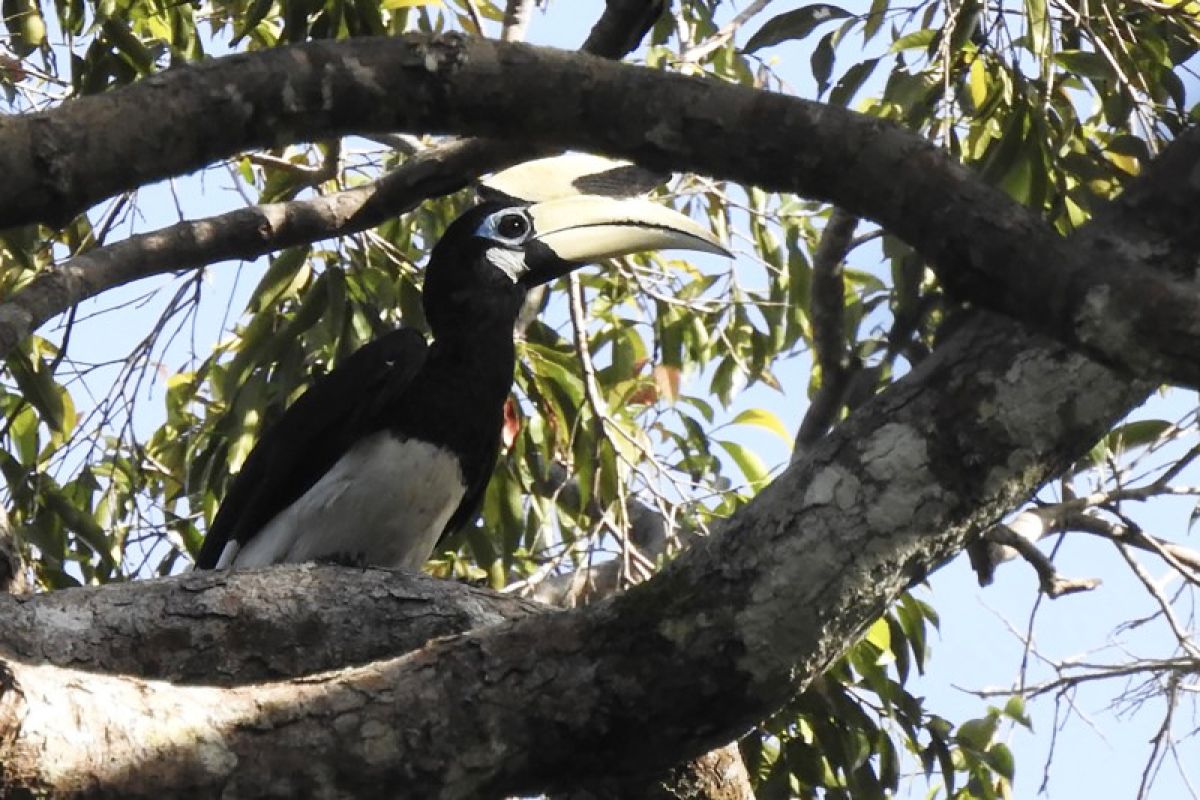 ProFauna dan BBKSDA Jatim catat ada 80 jenis burung di Pulau Sempu