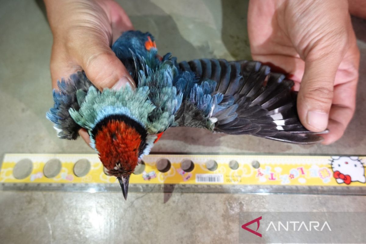 Yayasan Komiu Sulteng temukan 30 jenis burung berstatus dilindungi