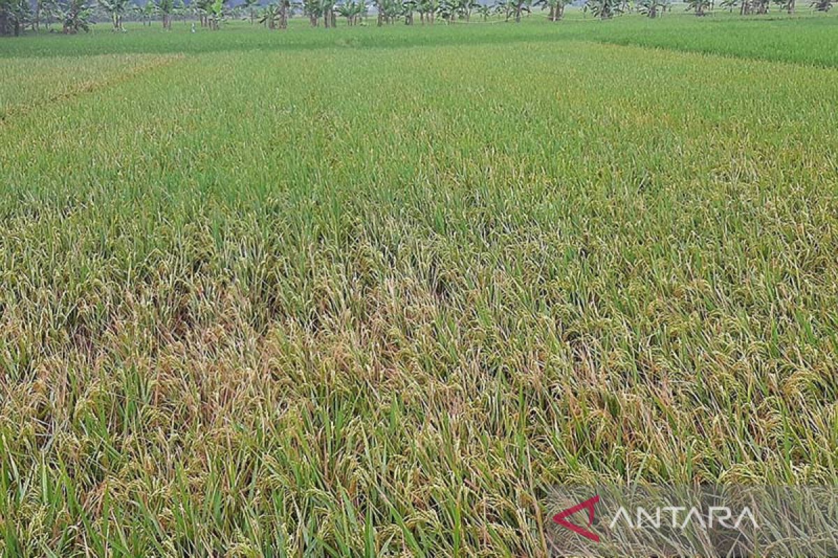 Produksi padi Cilacap 2021 anjlok lebih dari 62 ribu ton