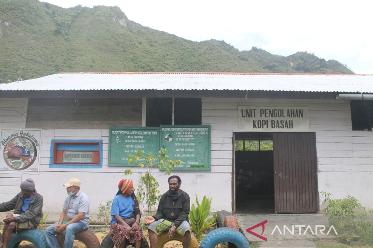 Distan Jayawijaya rehabilitasi 100 hektare kebun kopi