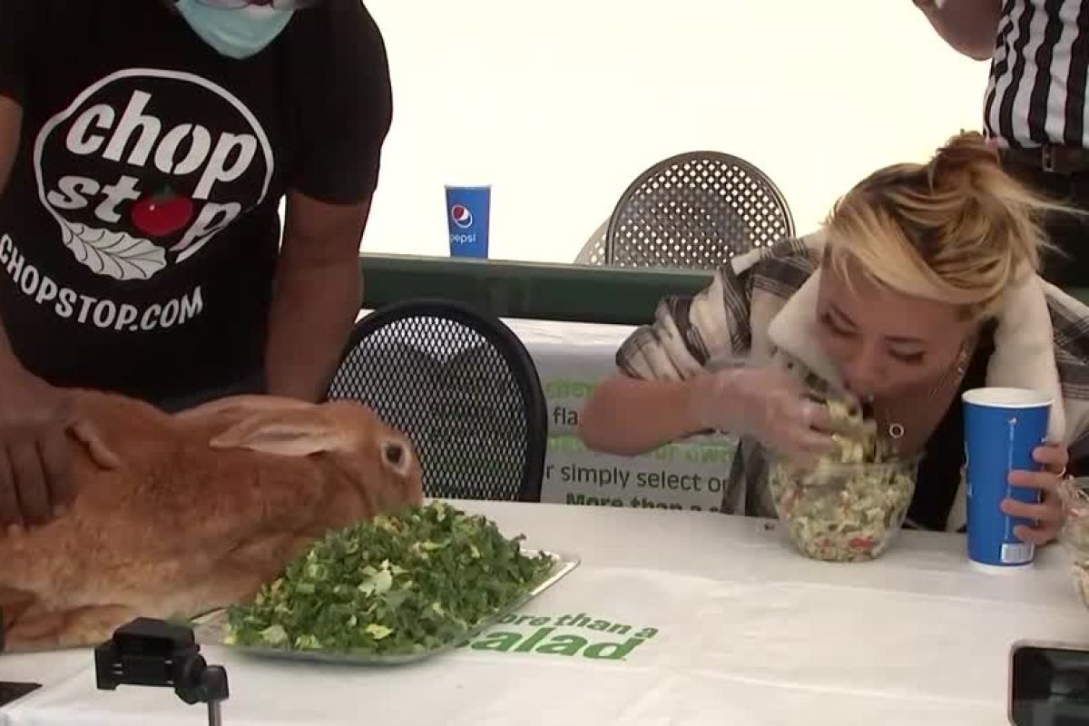 Kelinci raksasa kalah di kontes makan salad