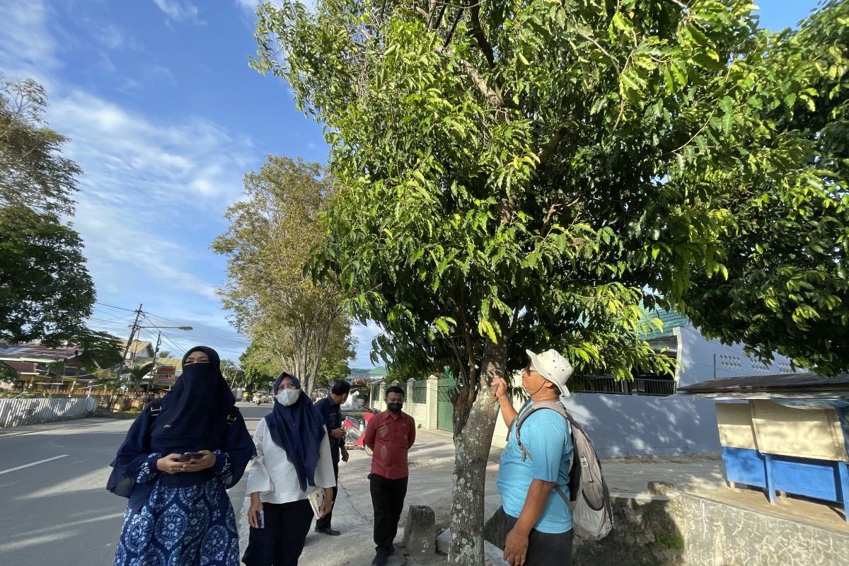 Pekerjaan jalan di Kota Gorontalo berdampak pada ratusan pohon