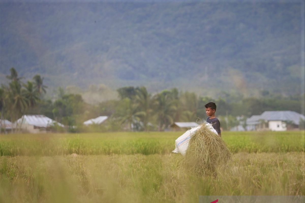 BPS: Nilai Tukar Petani Gorontalo turun 1,59 persen
