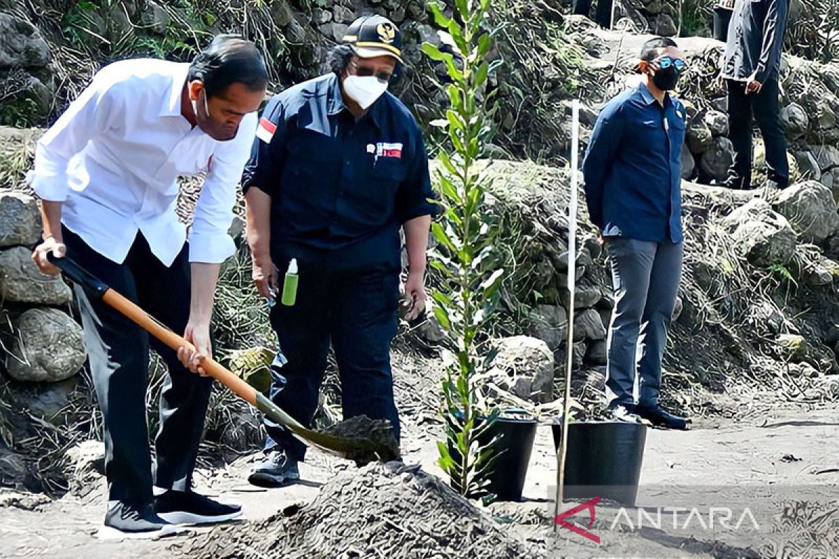 Presiden Jokowi tanam macadamia bersama masyarakat Desa Simangulampe