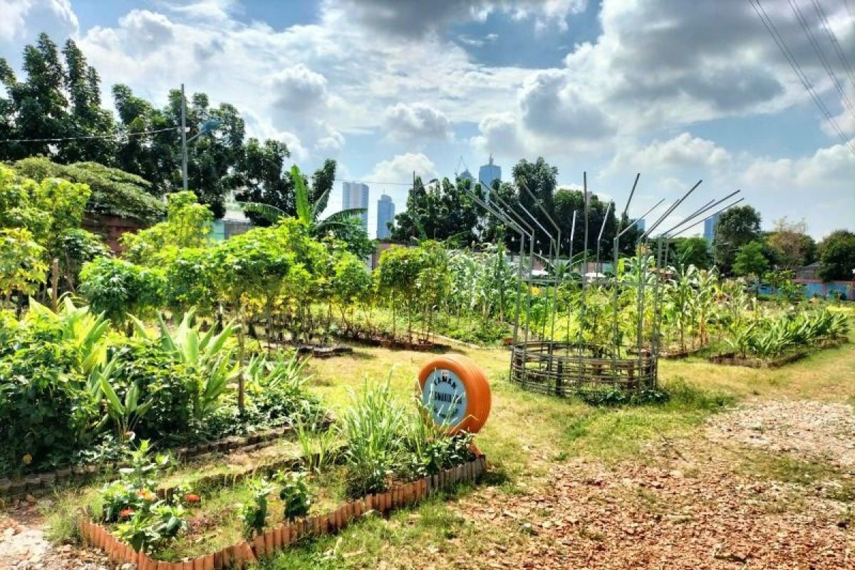 Lahan depan rusun diubah jadi kebun buah dan tanaman obat di Jakarta Barat
