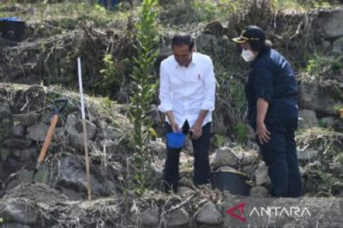 Presiden Jokowi tanam macadamia bersama masyarakat Desa Simangulampe, Sumut