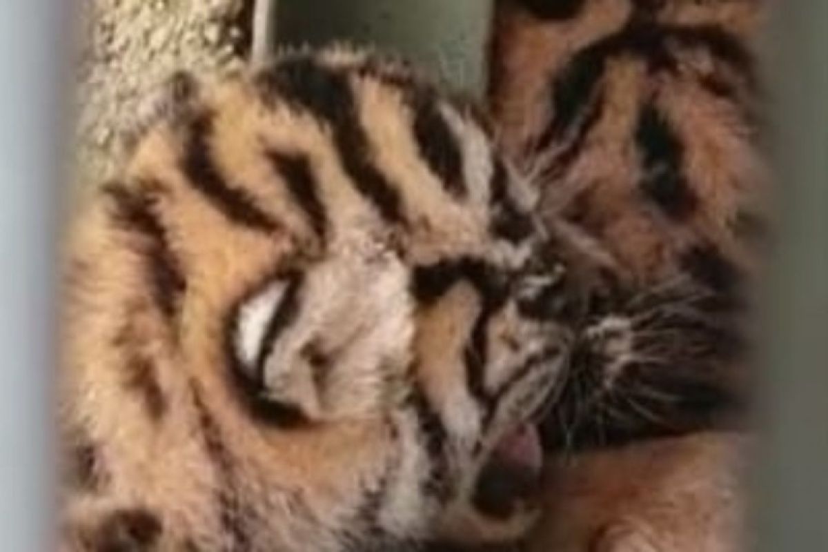 Tiga ekor anak harimau Sumatera lahir di Padang Lawas Utara
