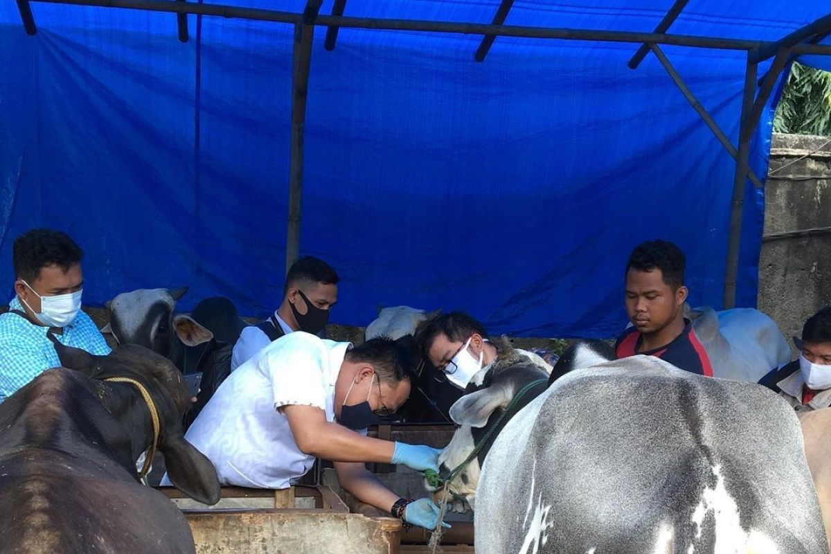 Bandarlampung berencana jadi penyangga ternak sapi dukung program Lampung