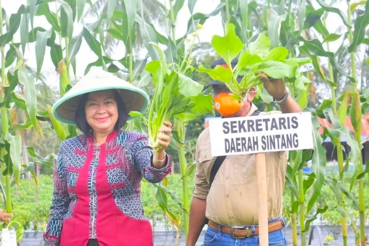 Desa Merarai Satu Sintang hasilkan sayur 200 ton setahun