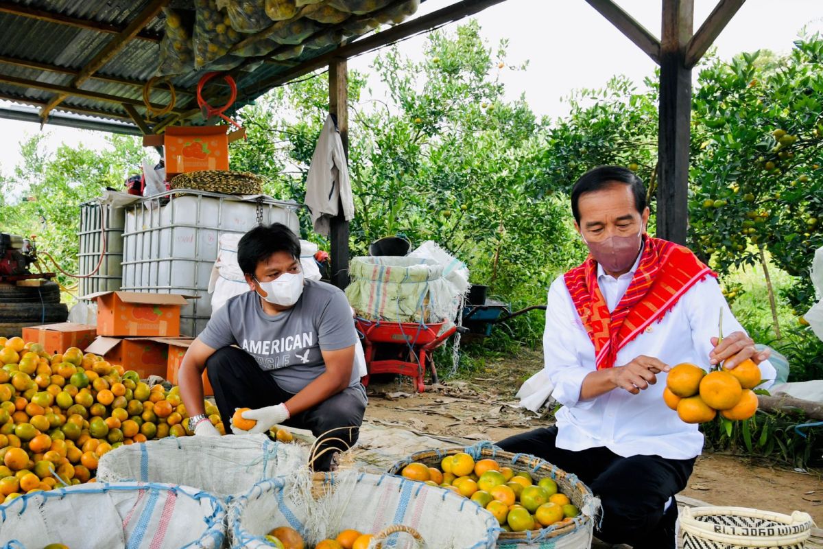 Presiden minta ada pendampingan sentra produksi jeruk di Karo