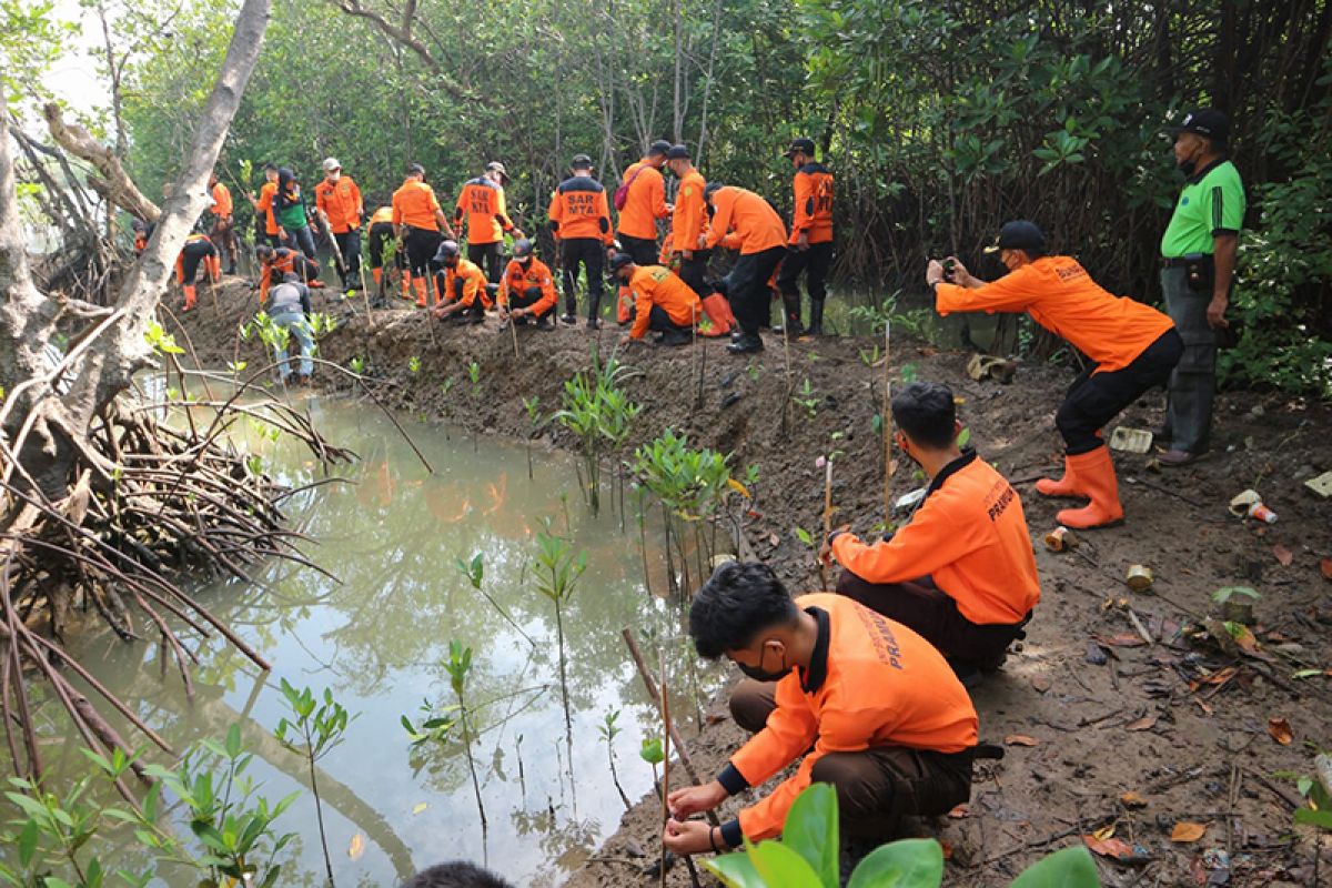 Basarnas tanam 200 bibit tanaman mangrove di  Cilacap