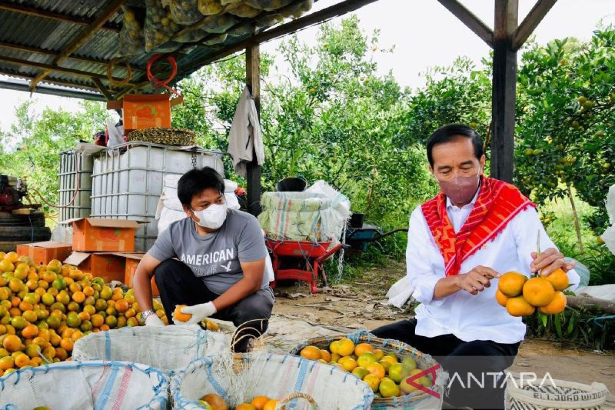 Presiden minta ada pendampingan sentra produksi jeruk Kabupaten Karo